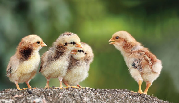 Chicks & Poults