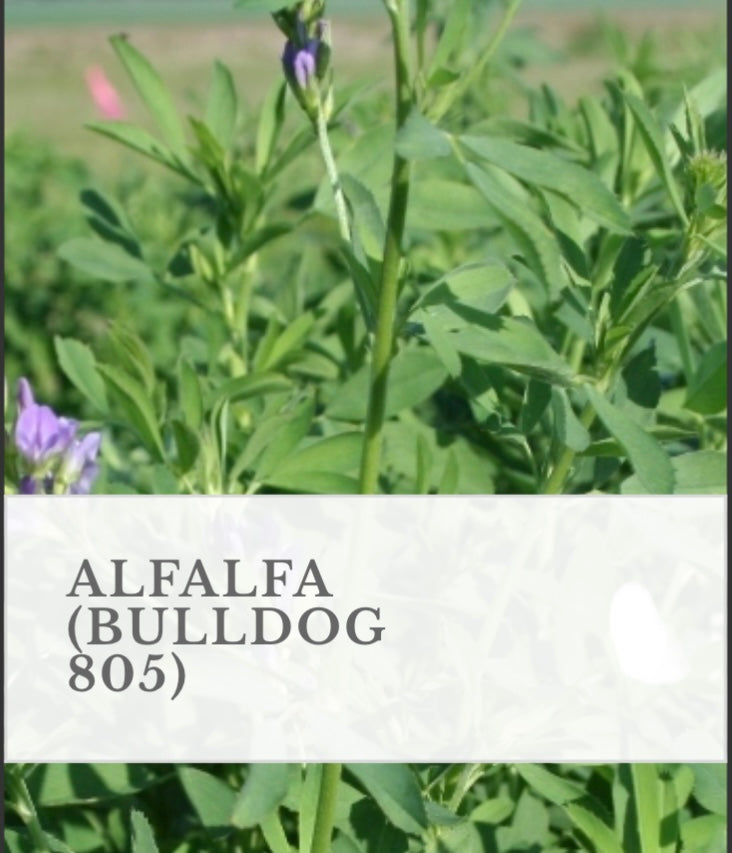 P.AR× SM pup alfalfa様確認用 WMS Alfalfa Bulldog 805 – G&DFarms
