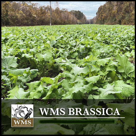 WMS Brassica Blend