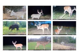 StealthCam Cellular Trail Camera