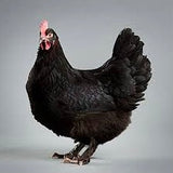 French Black Copper Maran Chicks (Limit 4)