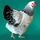 Colombian Wyandotte Chicks