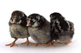 Black Laced Silver Wyndotte Chicks