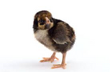 Black Laced Golden Wyndotte Chicks