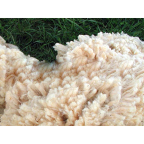 Trapping Wool, 1lb