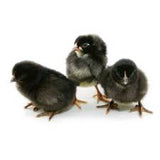 Black Sex Link Chicks