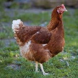 Cinnamon Queen Chicks