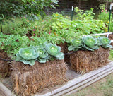 Wheat Straw Bale