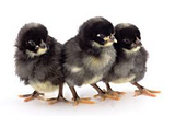Dominique Chicks