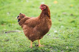Production Red Chicks
