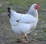 Delaware Chicks