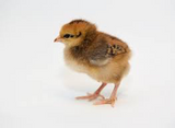 Cinnamon Queen Chicks