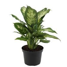 Dieffenbachia Indoor Plant