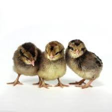 Baby Chicks: Gold Kissed Granite Olive Egger - My Pet Chicken