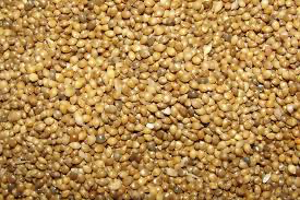 Millet Seed, White Proso, 50lb
