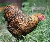 Black Laced Golden Wyndotte Chicks