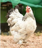 Light Brahma Chicks