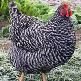 Dominique Chicks