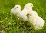 Light Brahma Chicks