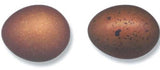 French Black Copper Maran Chicks (Limit 4)