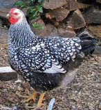 Black Laced Silver Wyndotte Chicks
