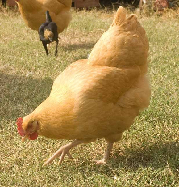 Buff Orpington Chicks