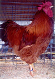 New Hampshire Red Chicks