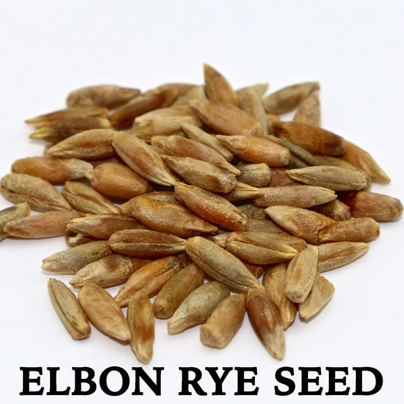 Elbon /Abruzzi/ Maton Rye (cereal) Seed, 50lb