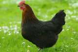 Black Sex Link Chicks