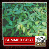 WMS Summer Spot