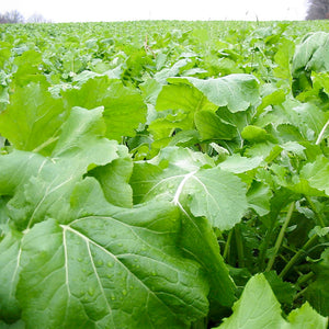 Turnip, Barkant Forage