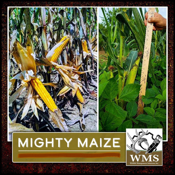 WMS Dwarf Corn/Mighty Maize