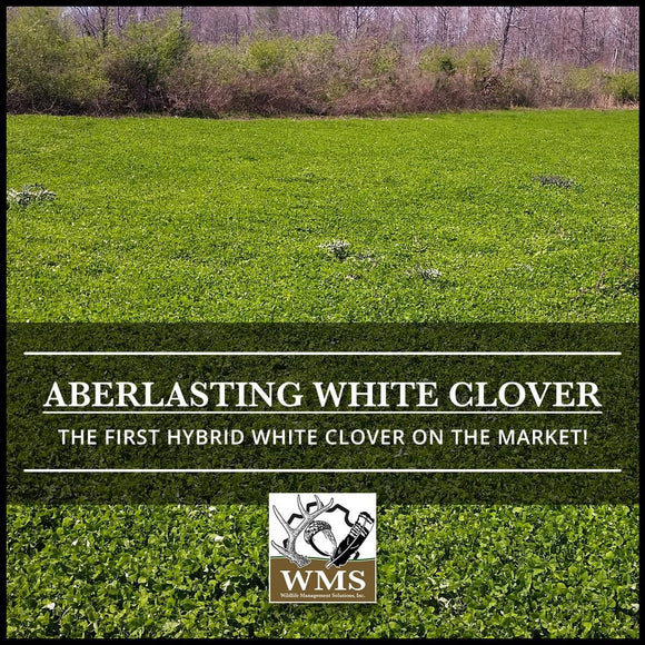 WMS AberLasting Hybrid White Clover, 5lb
