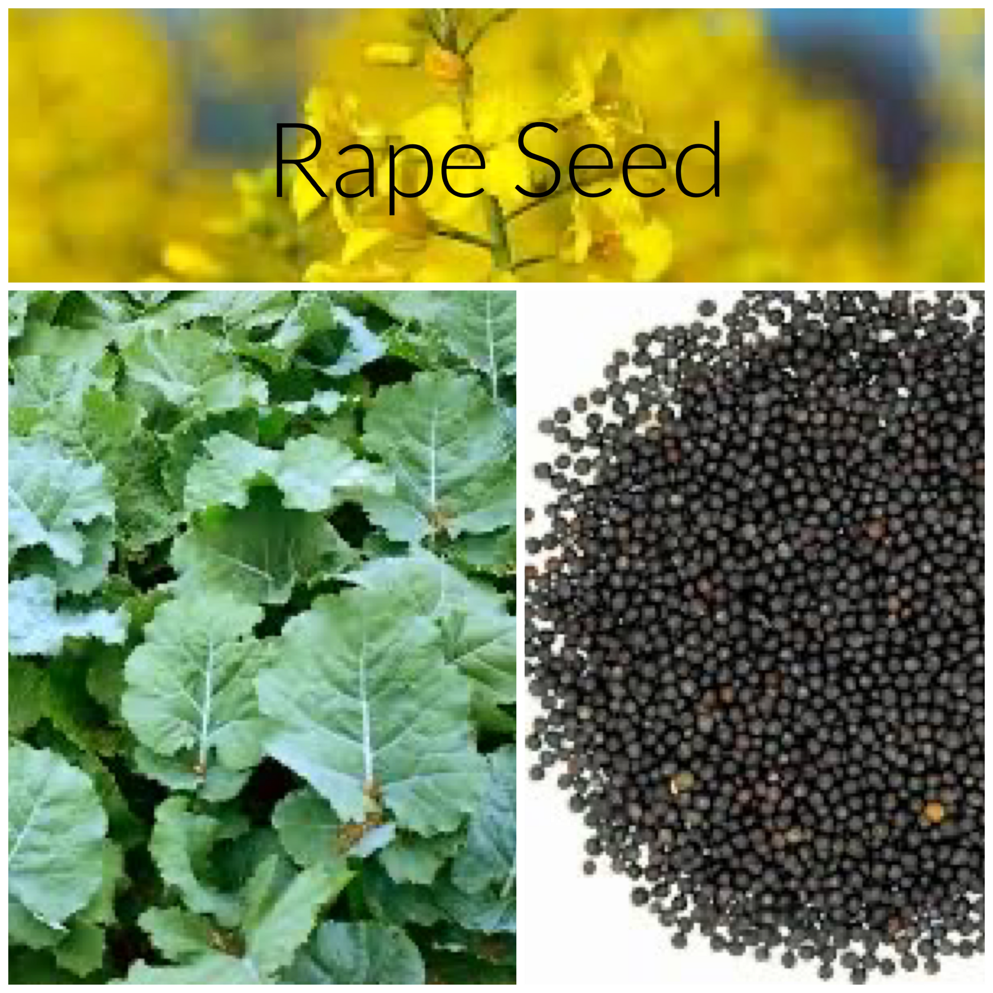 Rape Seed, 50lb – G&DFarms