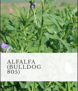 WMS Alfalfa Bulldog 805, 3lb
