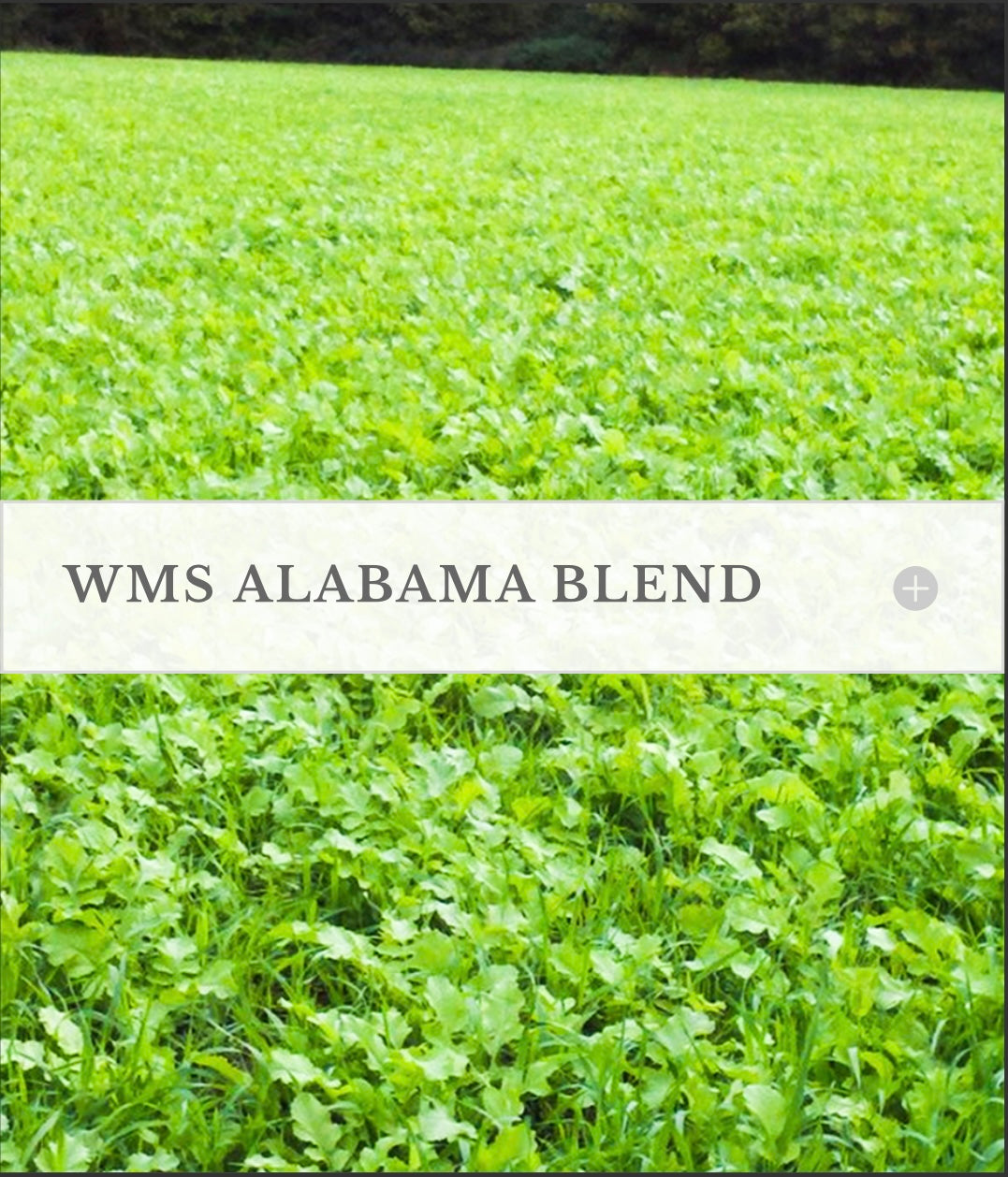 planting grass seed in alabama WMS Alabama Blend, 50lb – G&DFarms