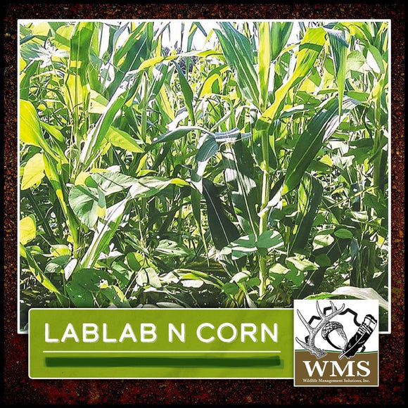 WMS Lablab N' Corn