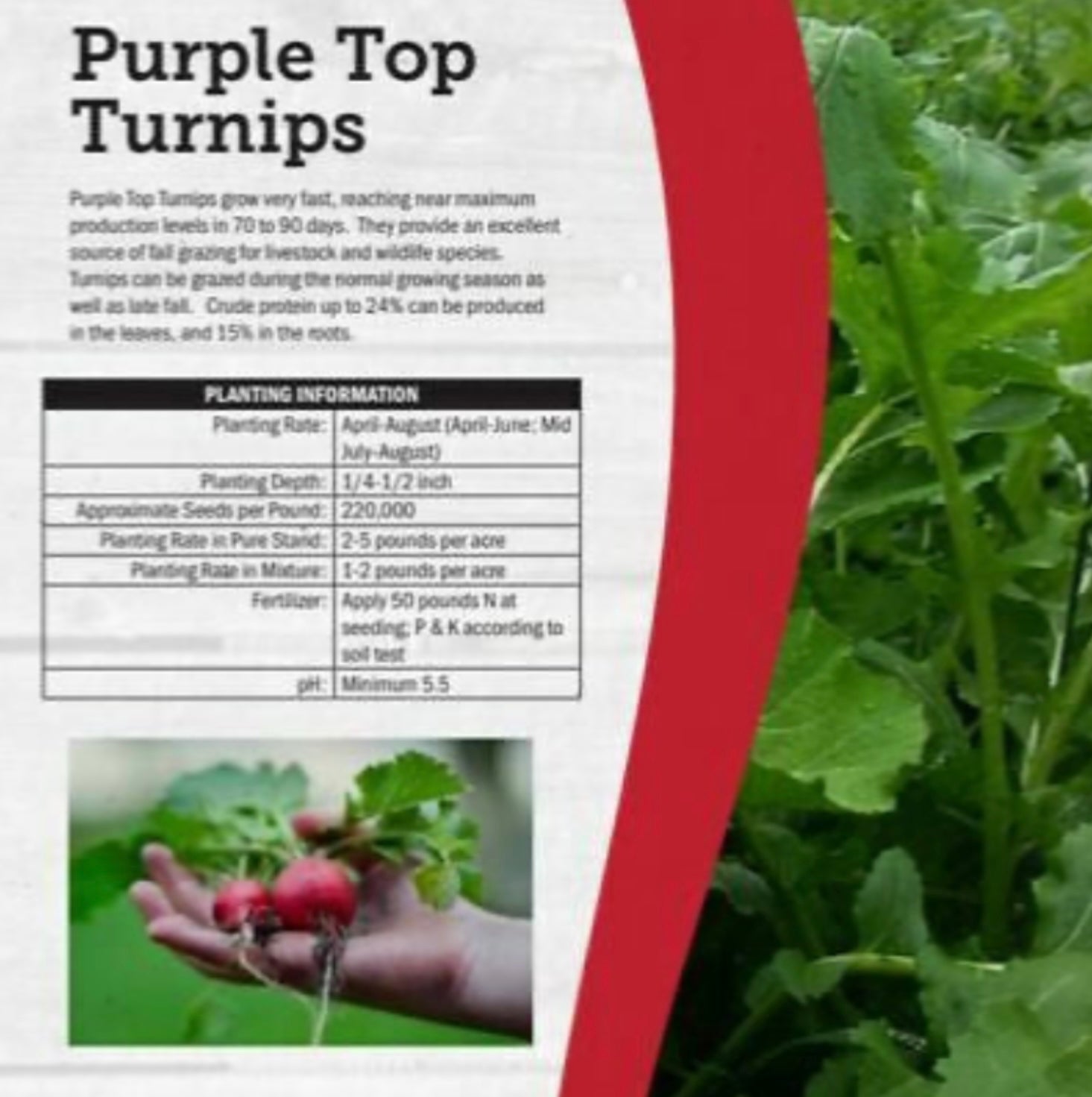 turnip seed planting rate Turnip, Purple Top – G&DFarms