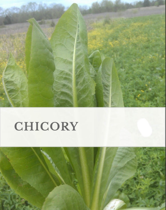 WMS Chicory, 3lb