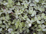 RACKMASTER Clover Trio, 5lb
