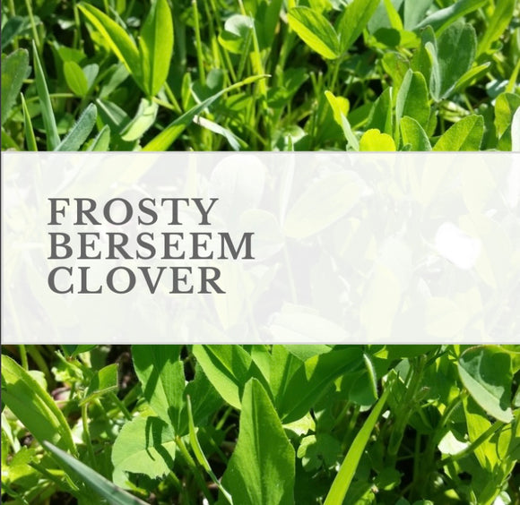 WMS Frosty Berseem Clover