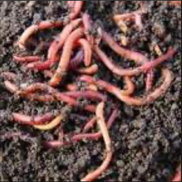 Worms, Red, 25ct