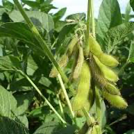 Soybean Seed, Laredo Forage