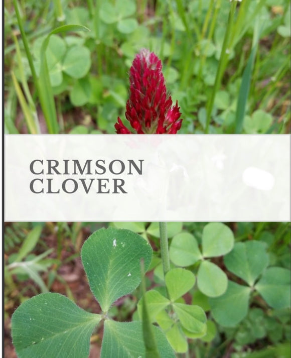 Clover, Crimson (Coated & Innoculated Seed), 50lb