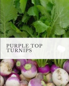 Turnip, Purple Top