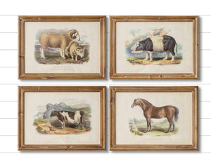 Vintage Farm Animal Prints