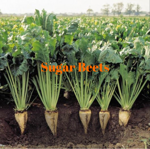 Sugar Beets, 50lb