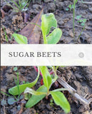 Sugar Beets, 50lb