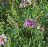 Joint Vetch (Aeshchynomene)Hulled Seed