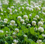 Clover, White Ladino